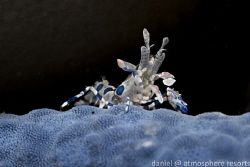 Juvenile Harlequin Shrimp on a Linckia starfish beneath a... by Daniel Geary 